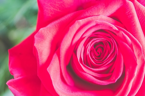 rose