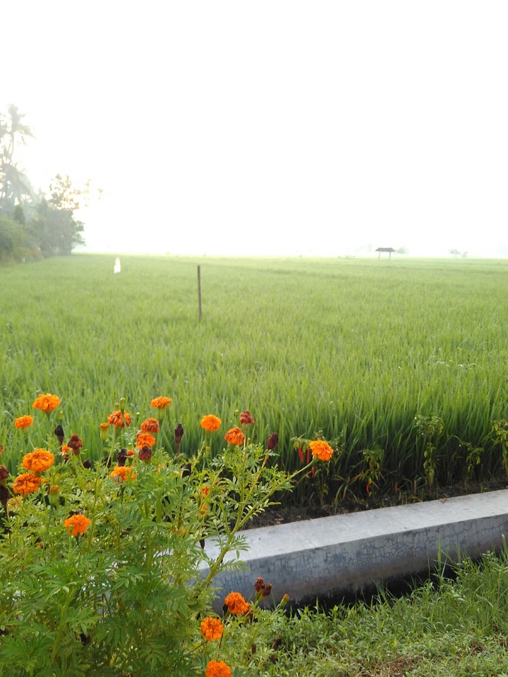 mowning