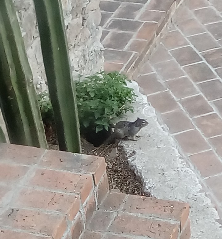 ardilla saliendo de su madriguera