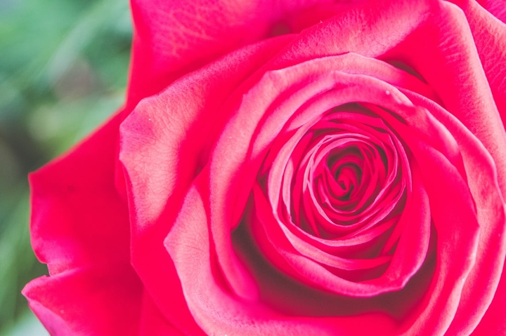 rose