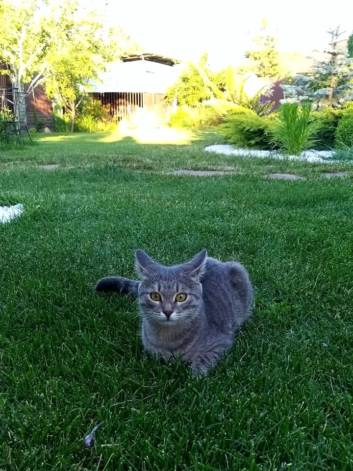 Cat Myshka