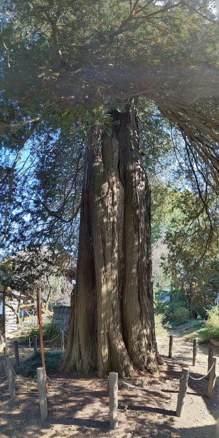 big tree