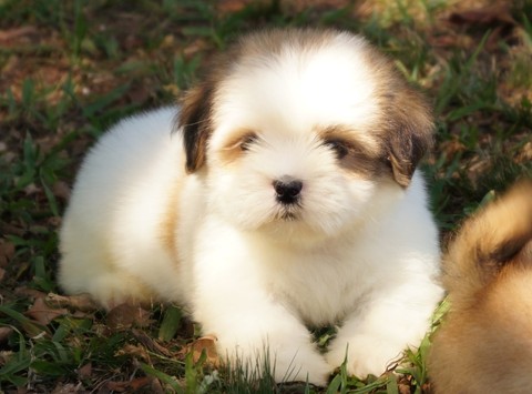 puppy lhasa apso