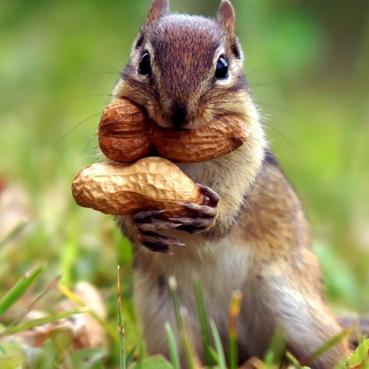 squirrel
