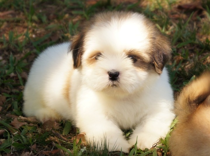 puppy lhasa apso