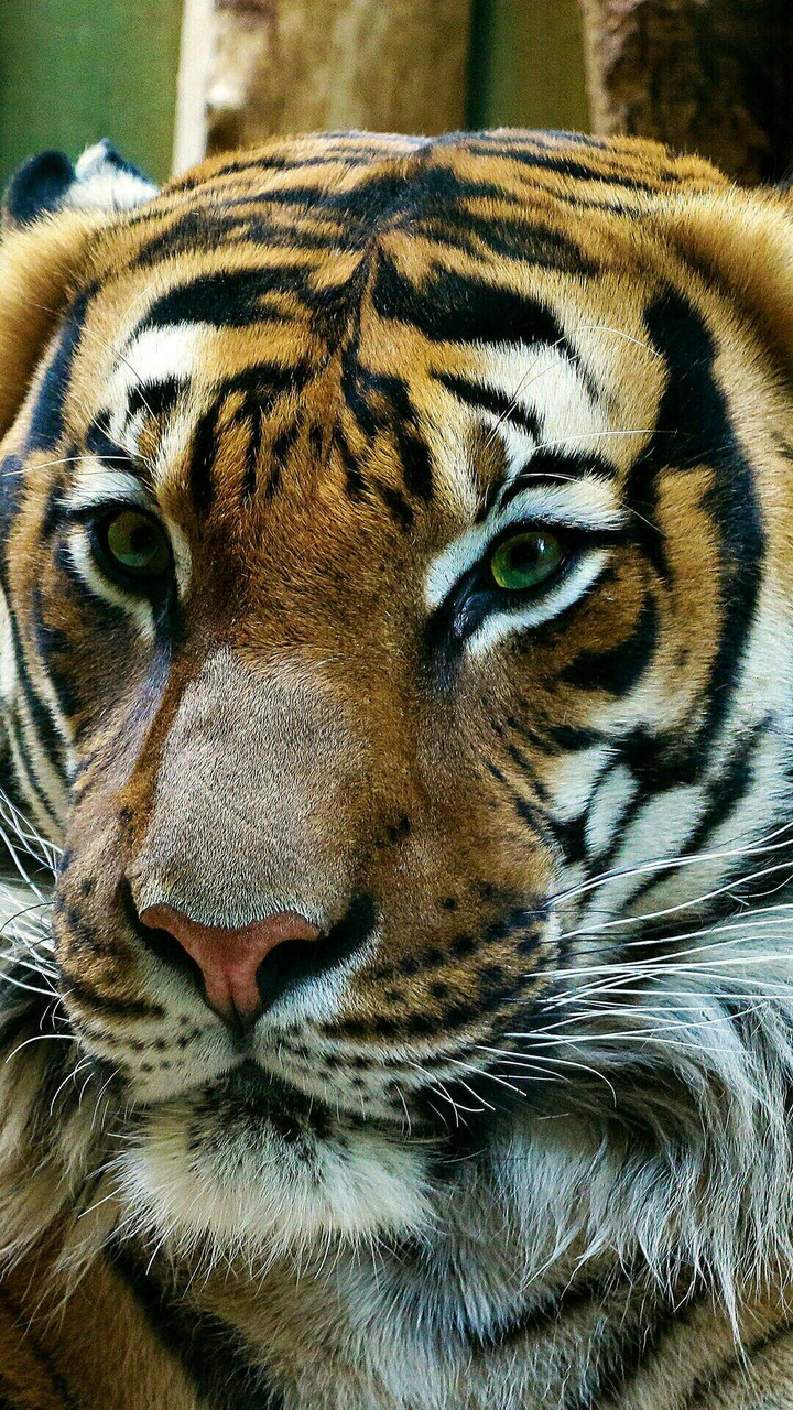 animal