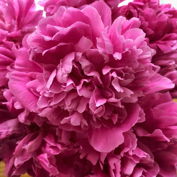 Peony