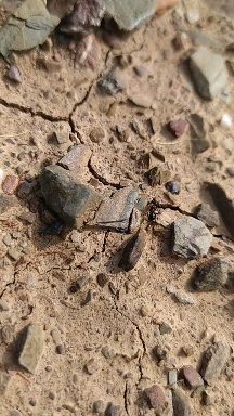 Fourmis