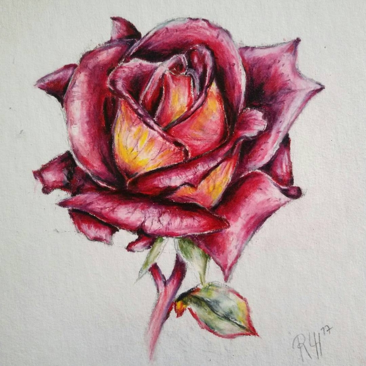 Pink Rose
