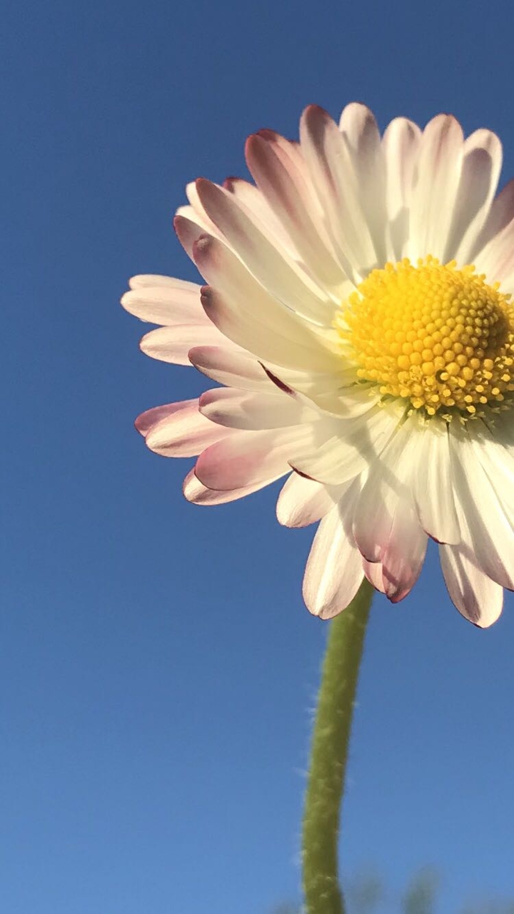 #flower