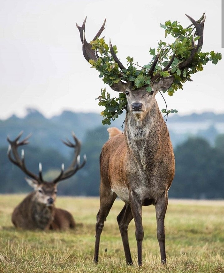Deer
