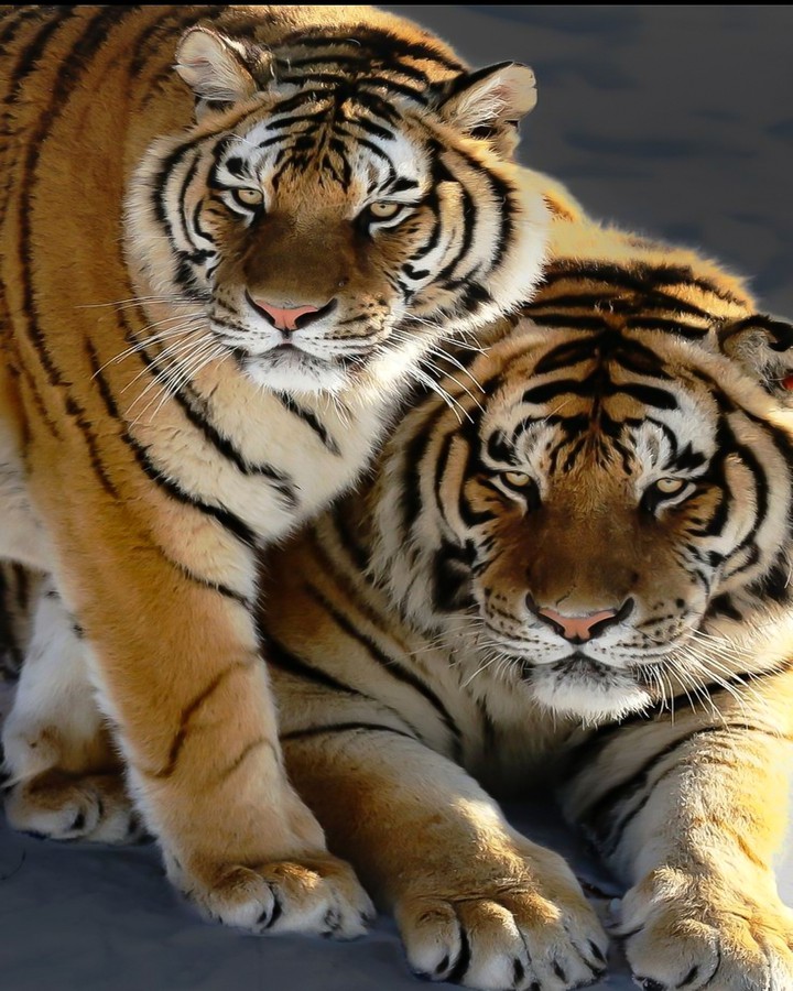 Chilling in the Sun with my PAL Big Stripes