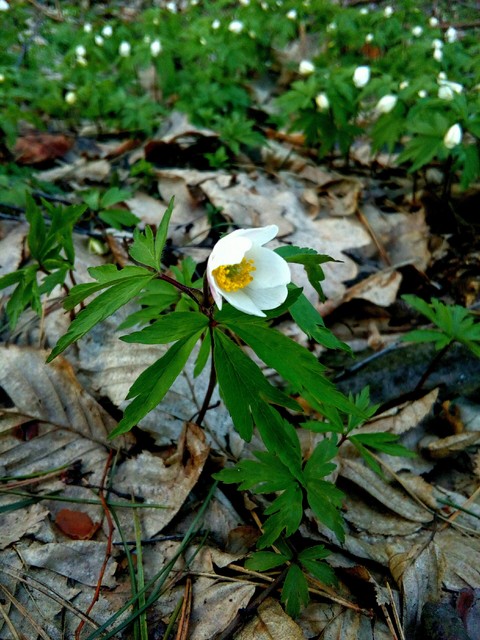Spring