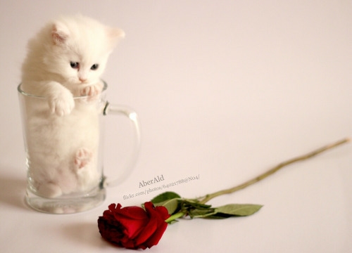 cute