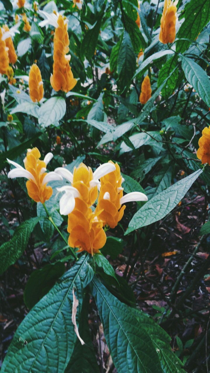 flor