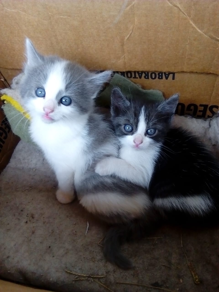 gatos