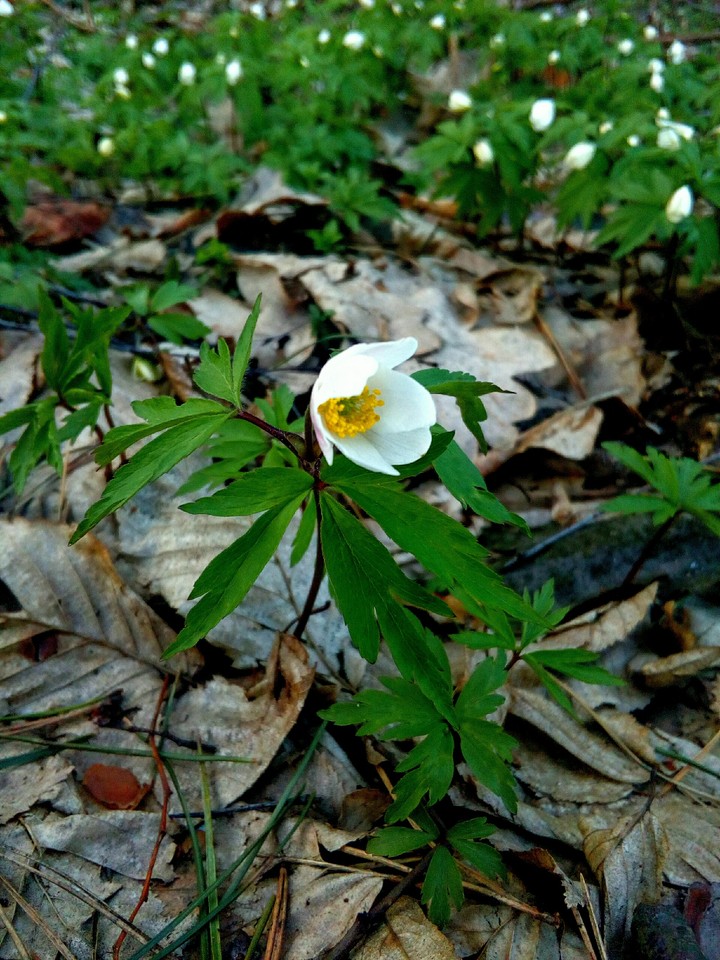Spring