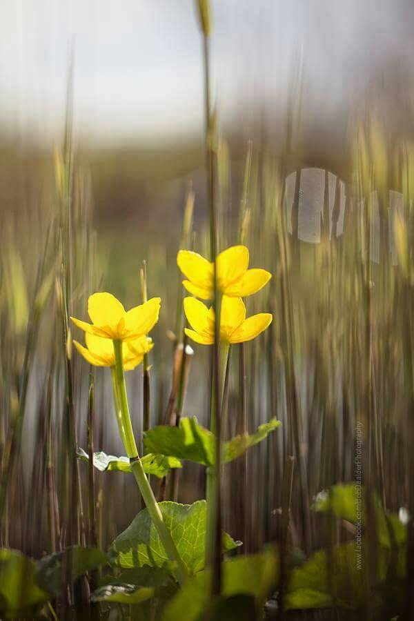 lovely flower