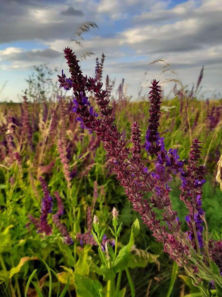 purple