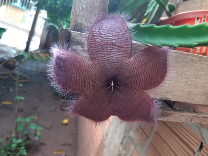estrela