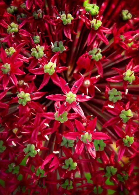 Allium giganteum/Flowering Onion/Giant Allium