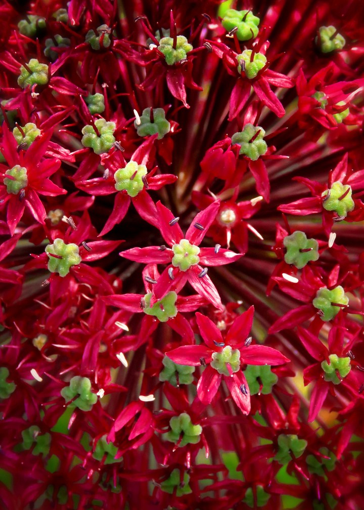 Allium giganteum/Flowering Onion/Giant Allium