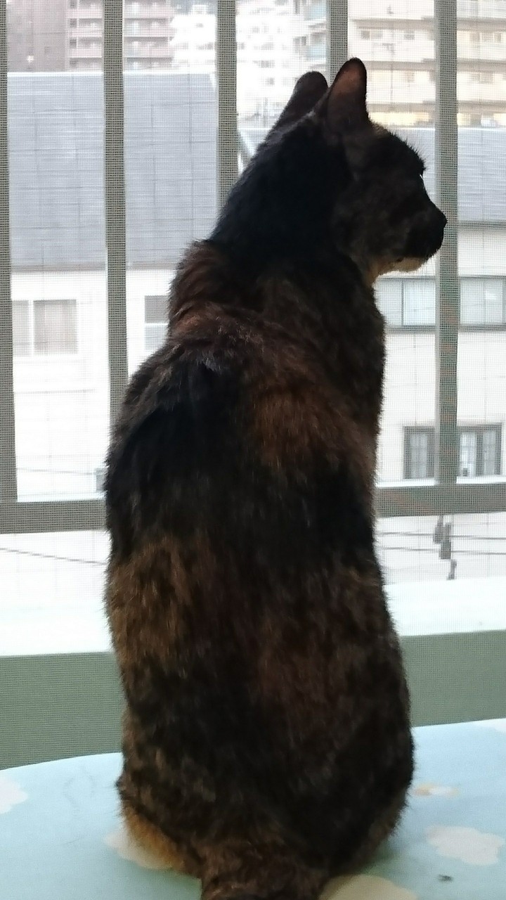 (=^ェ^=)