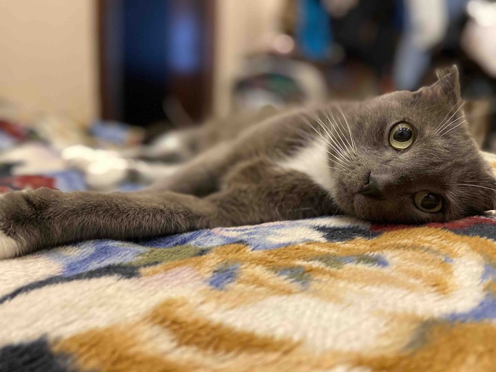 котейка