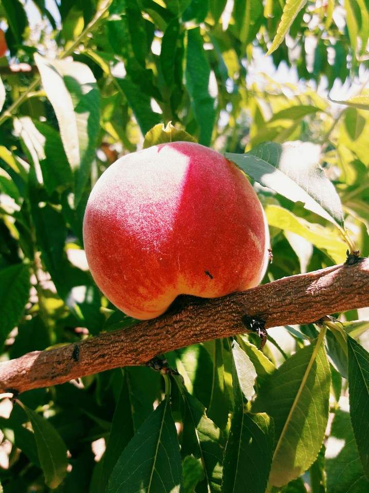 Peach