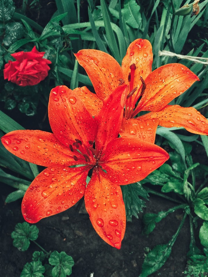 orange_lily
