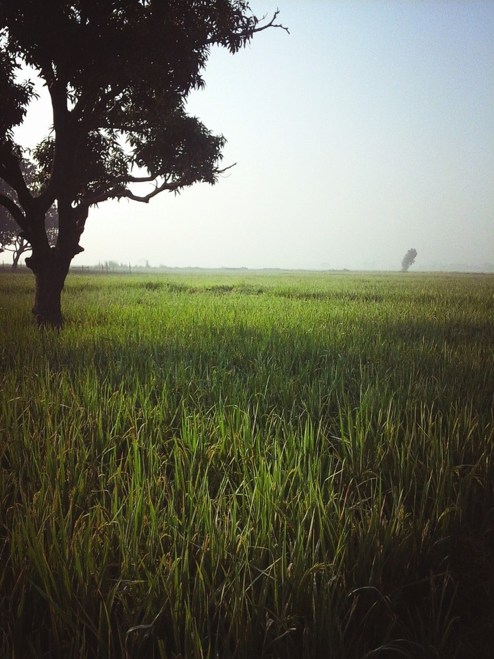 Field ecosystem