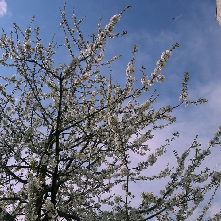 Spring
