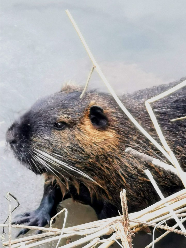 nutria