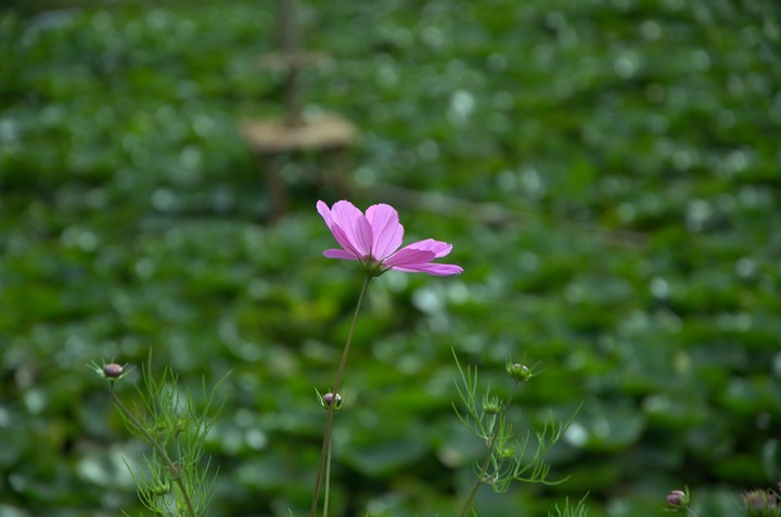 daisy