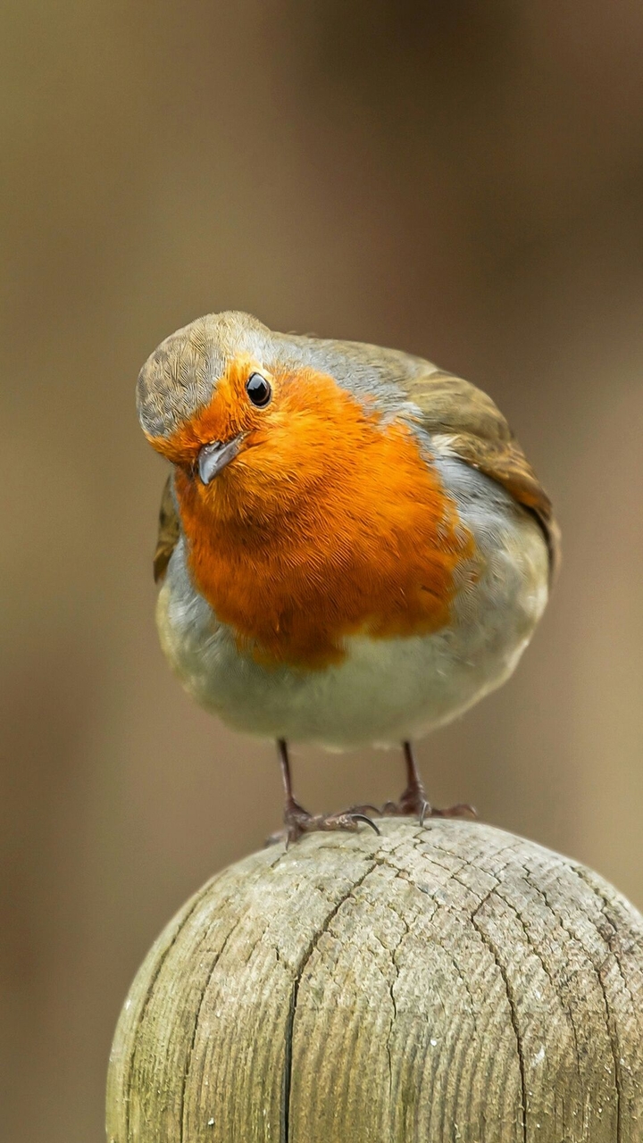 bird