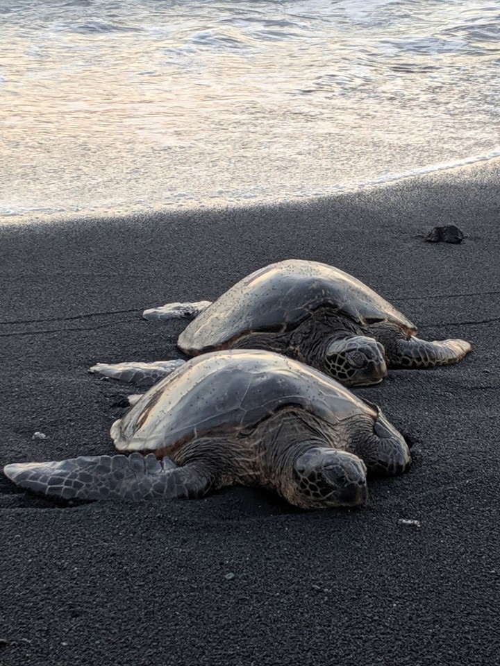 Hawaii Sea Turtles
