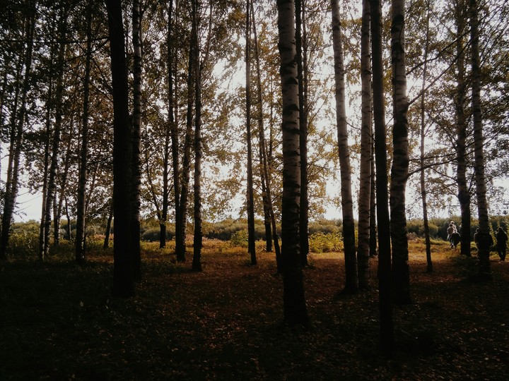 vyatka