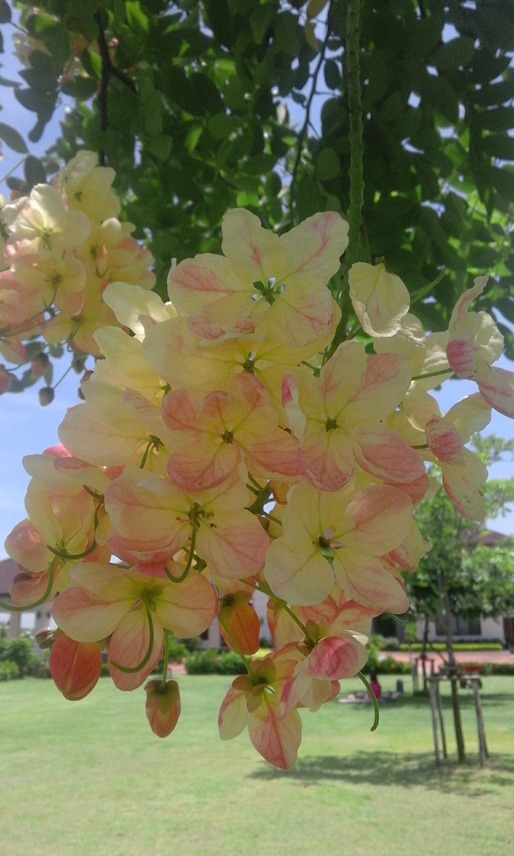 flowers yellow