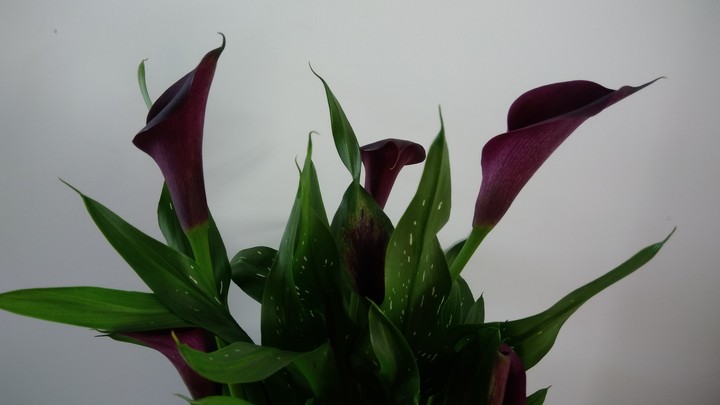 Calla