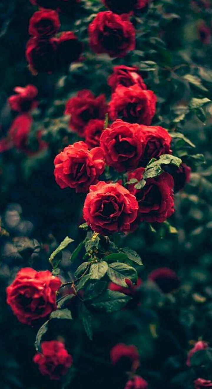 Roses