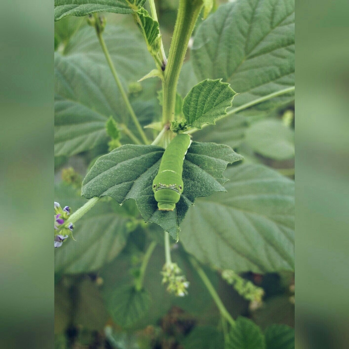 caterpillar
