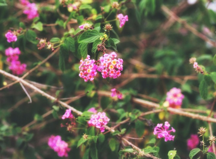 I blossom and die