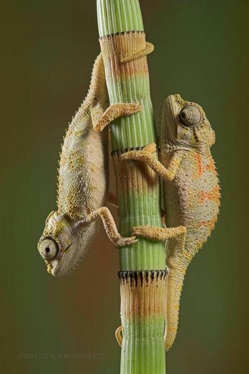 lagartijas
