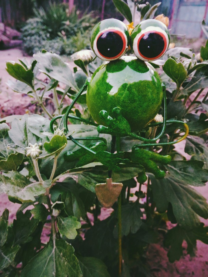 frog