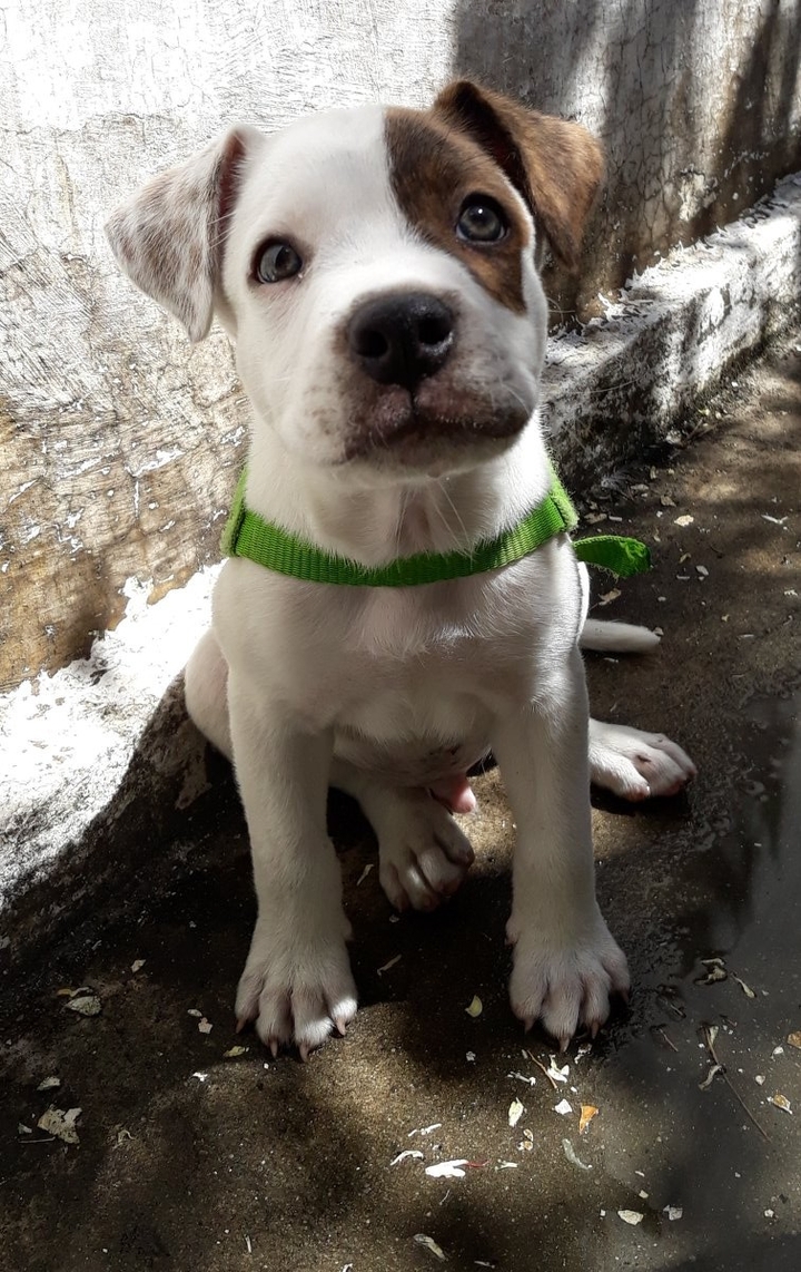 Olaf
