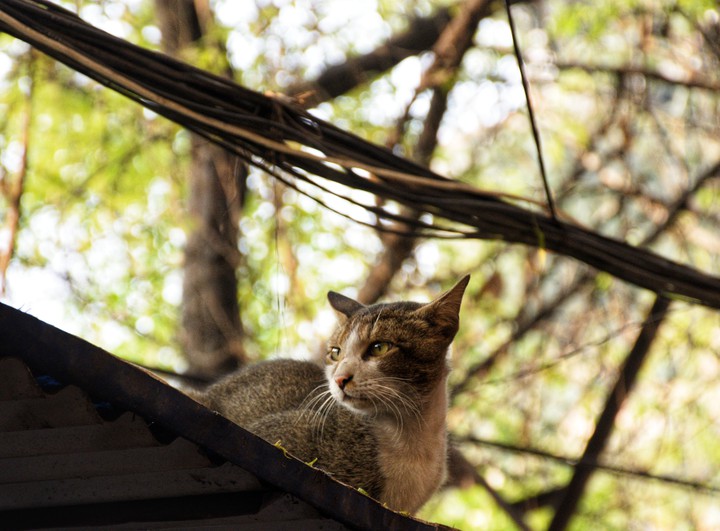 Cat