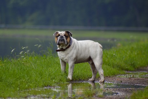 dog, fur háttérképek