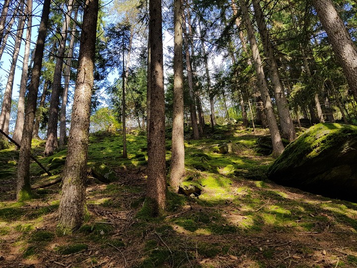 Forest in Italia