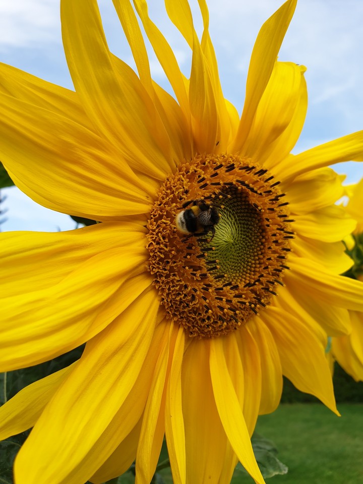 Sunflower