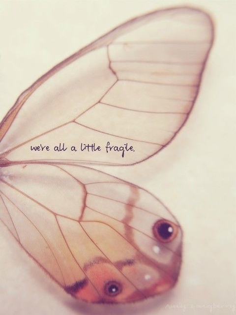 butterfly